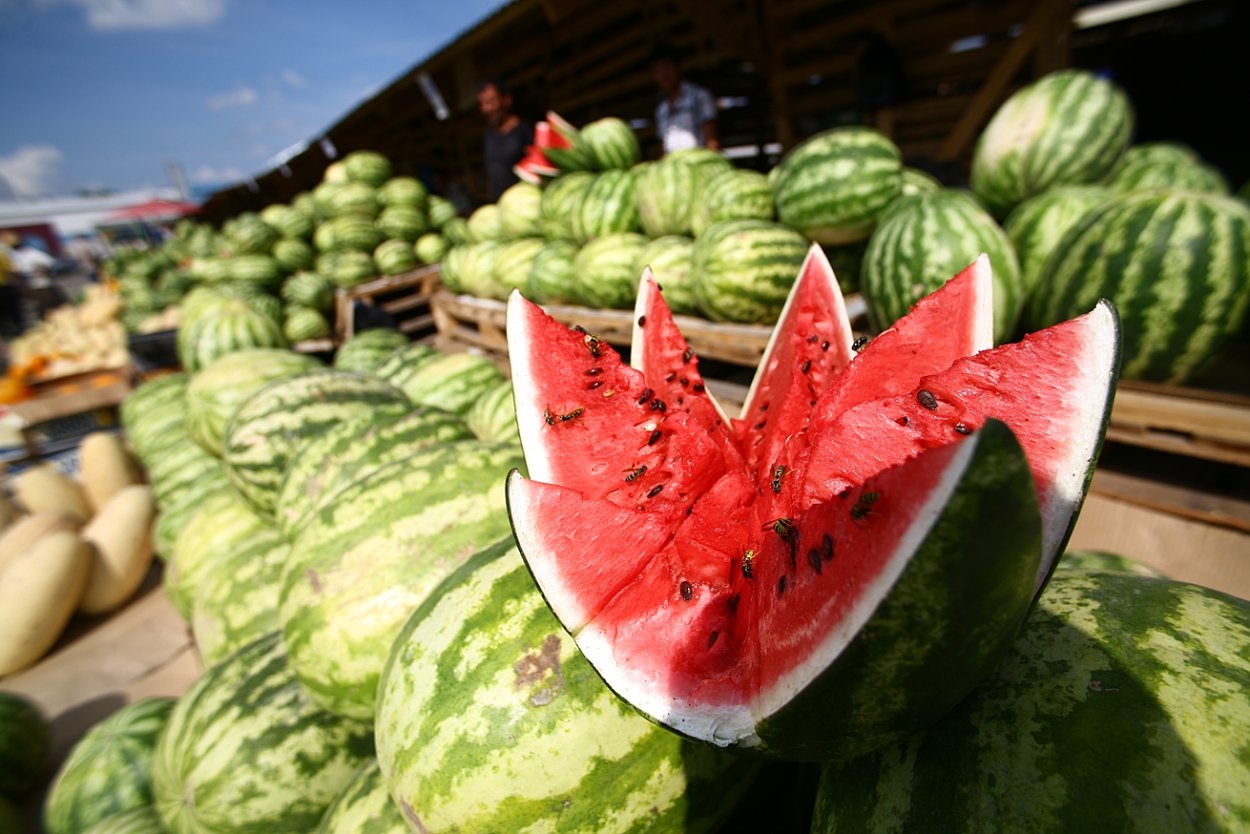 Сохнут бахчевые