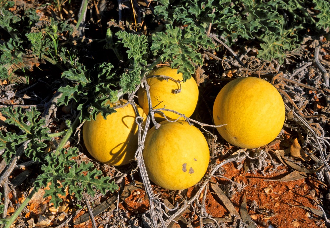 Горький Арбуз колоцинт