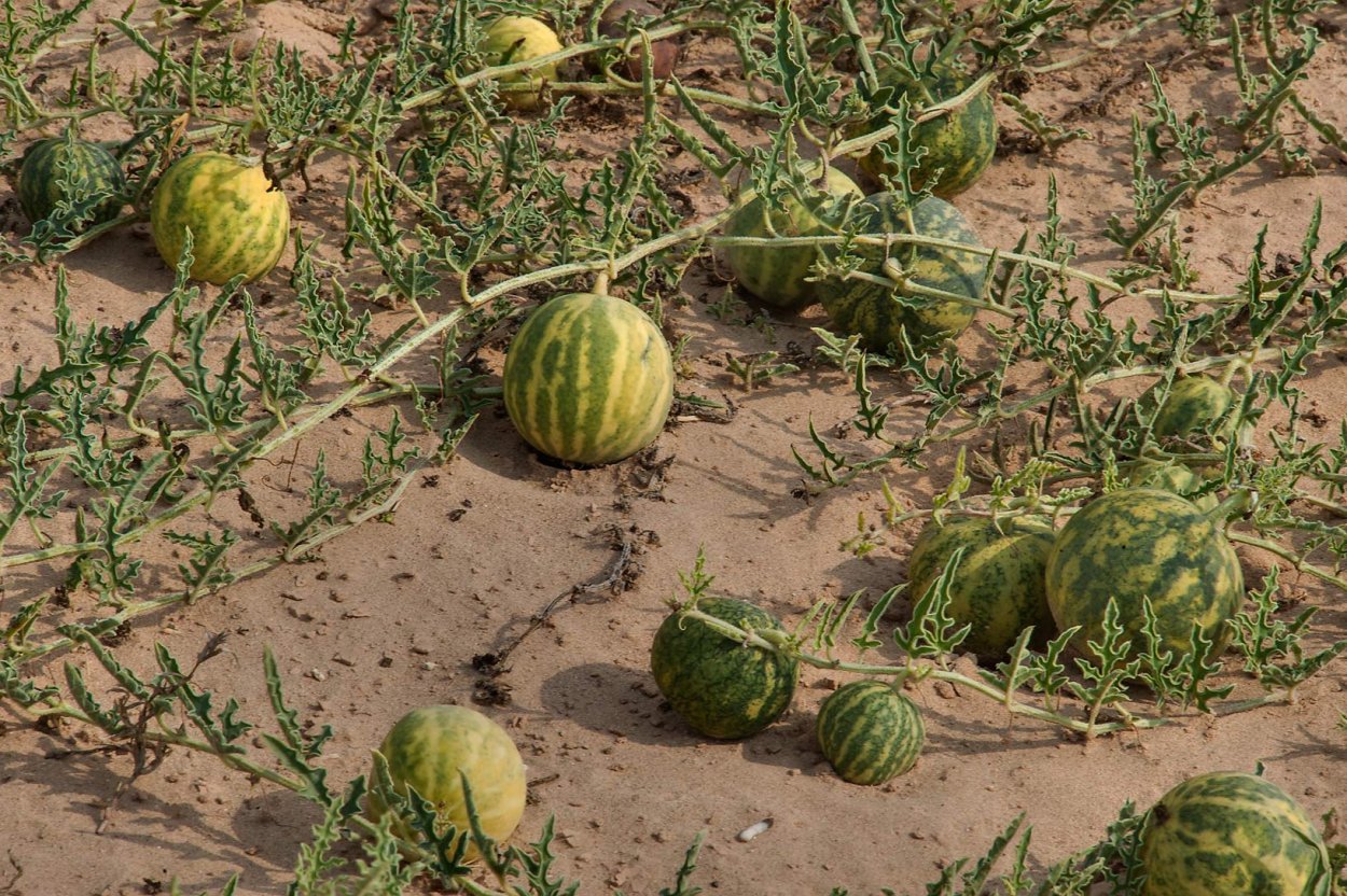 Дикий Арбуз колоцинт