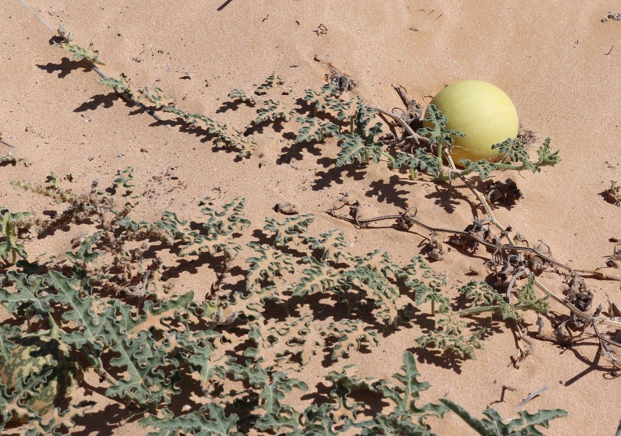 Колоцинт (Citrullus Colocynthis)