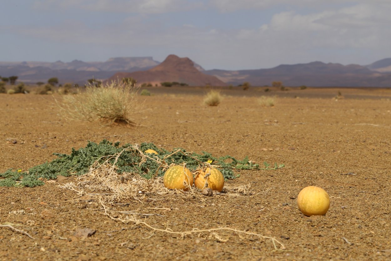Колоцинт (пустынная тыква)