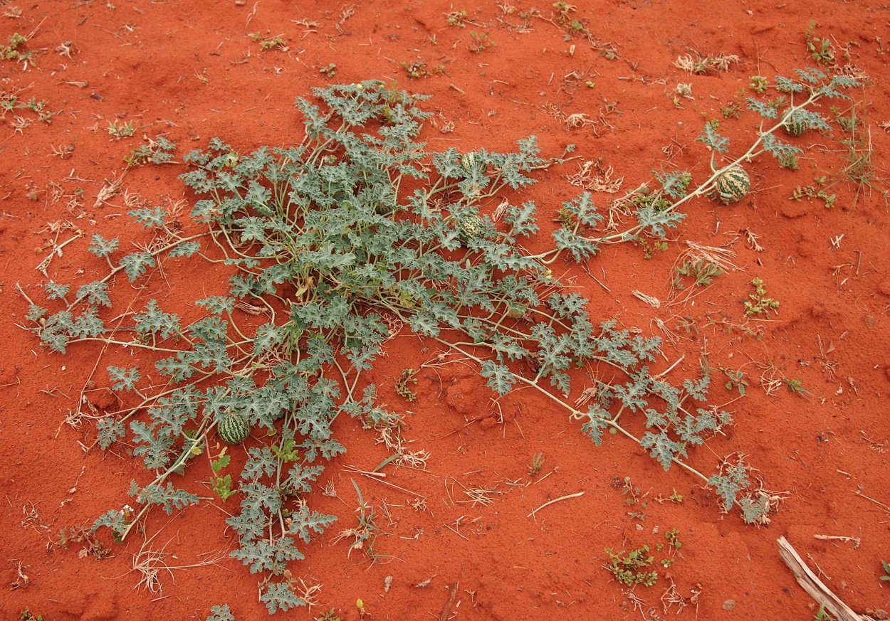 Дикий колоцинт