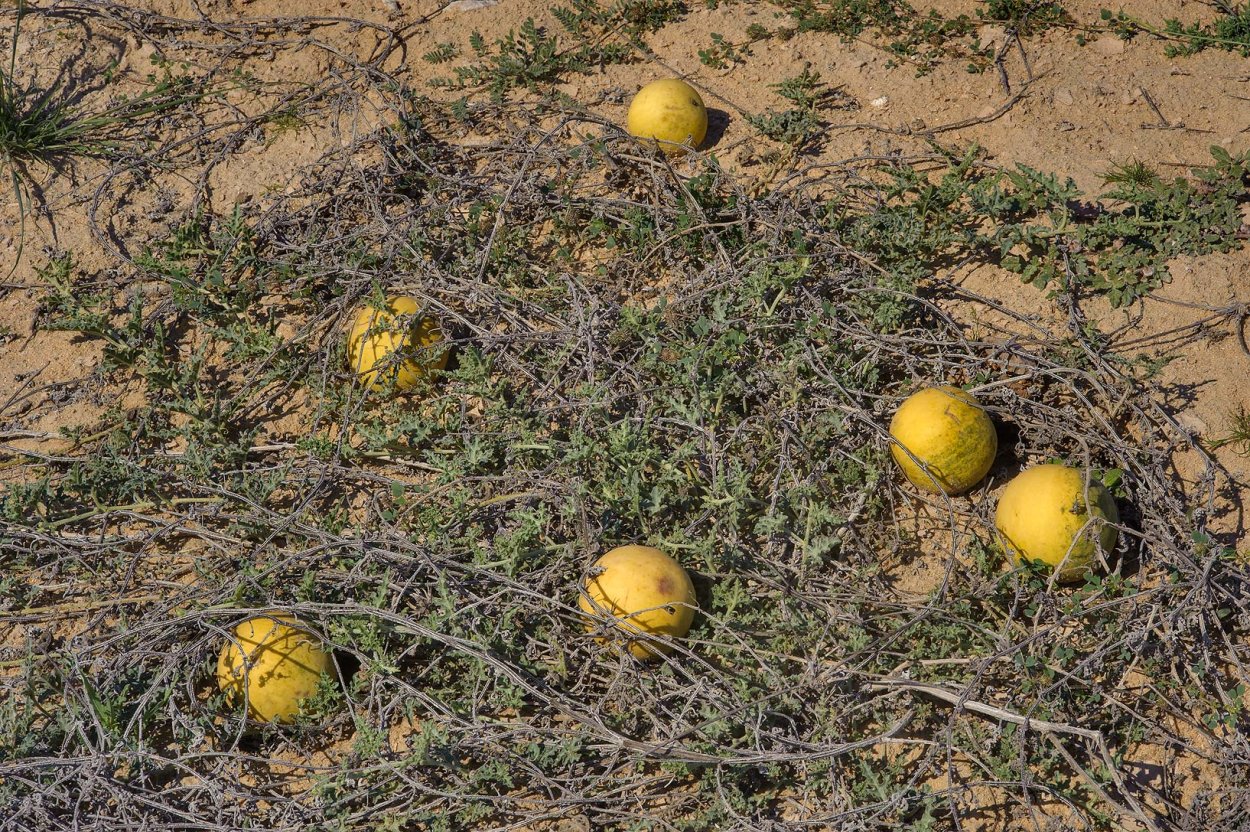 Колоцинт или колоквинт