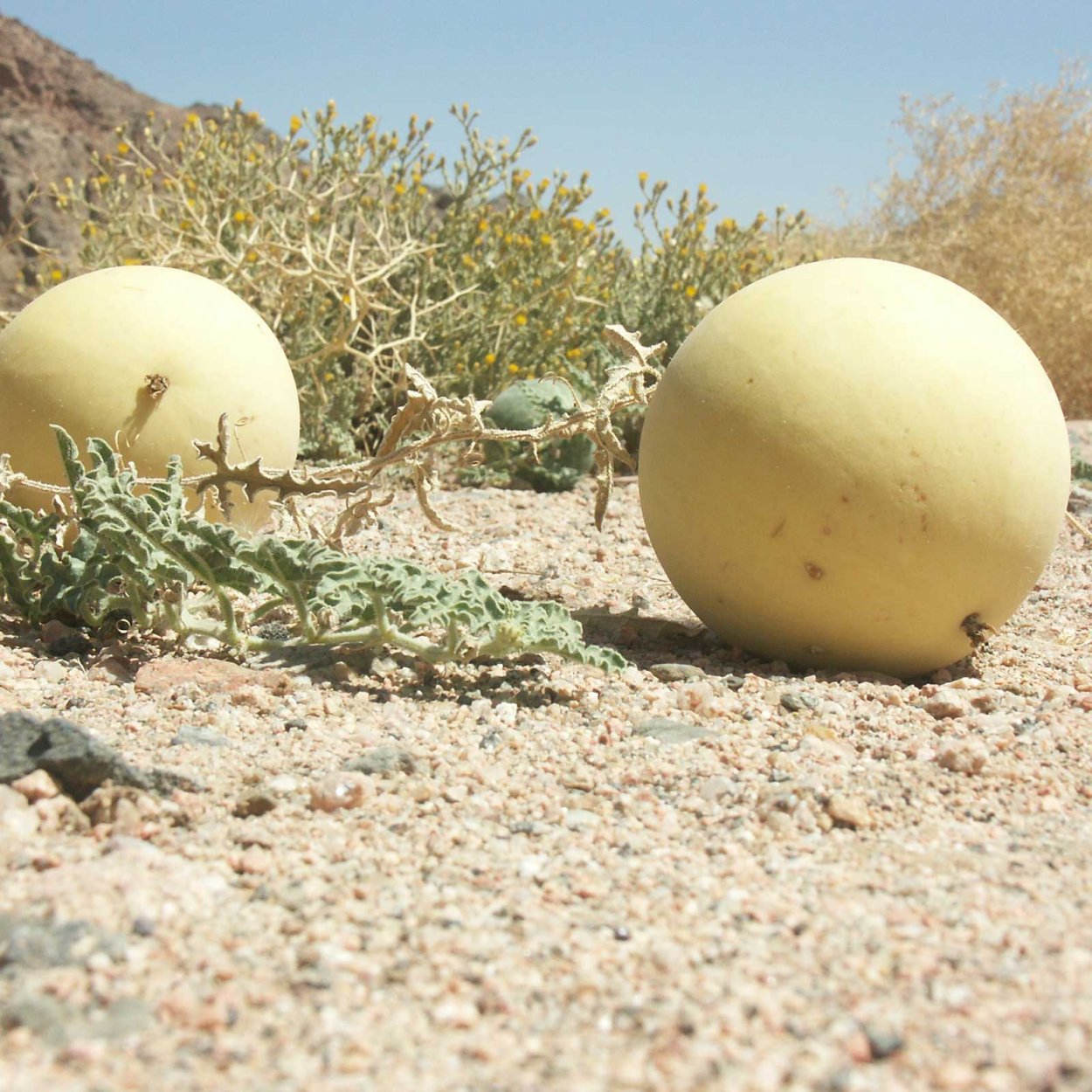 Дикие арбузы в Африке