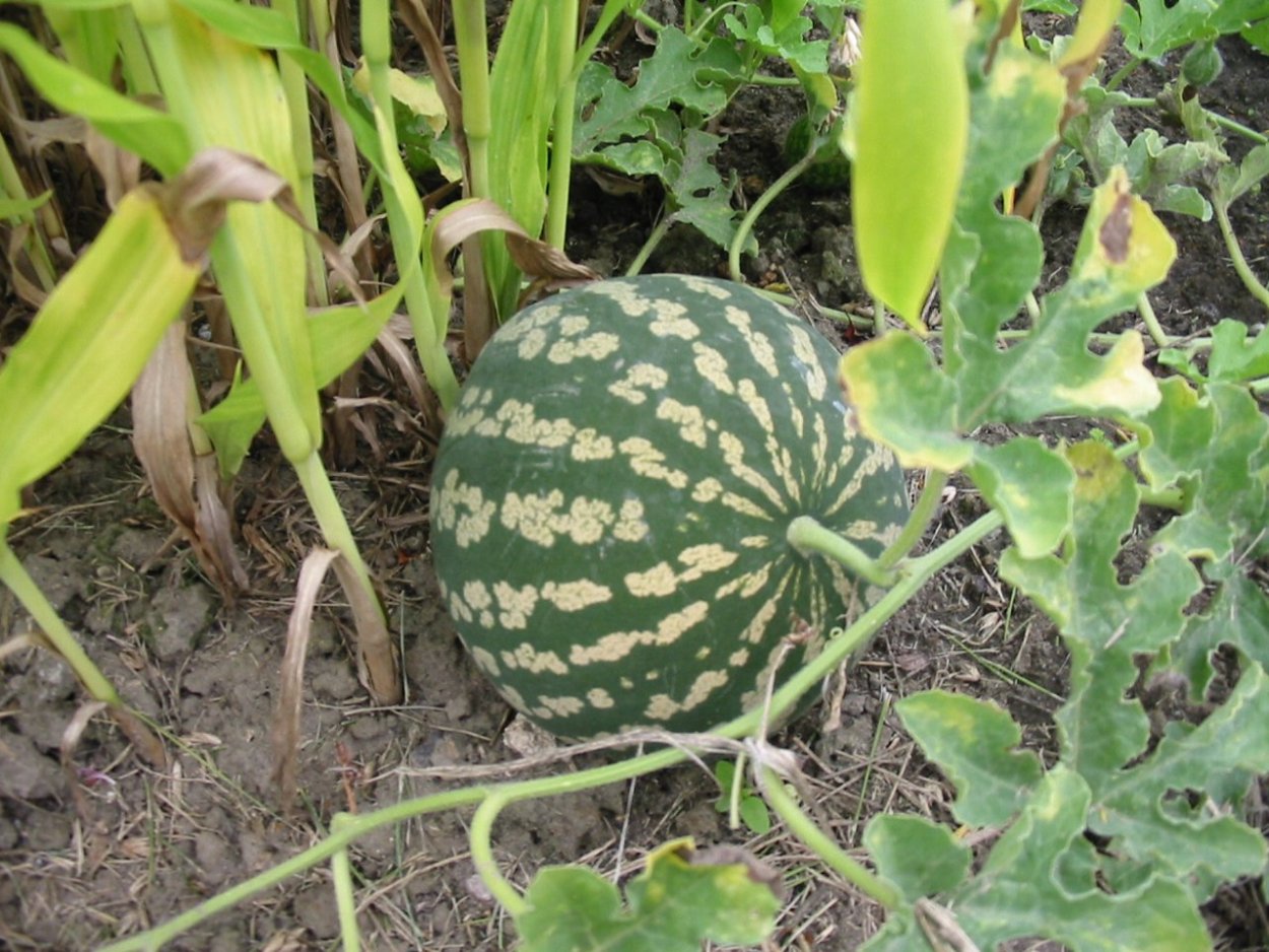 Горький Арбуз колоцинт