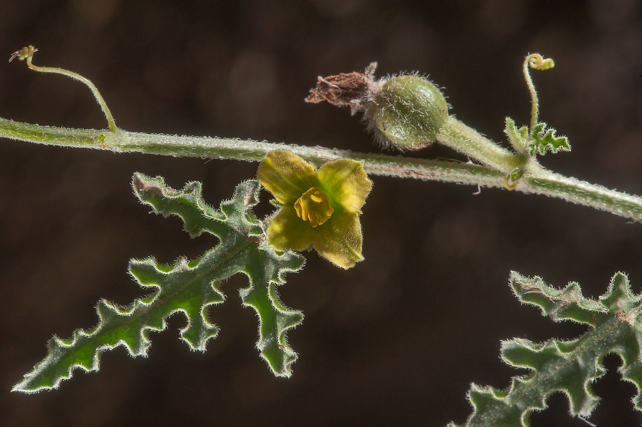Арбузная семечка