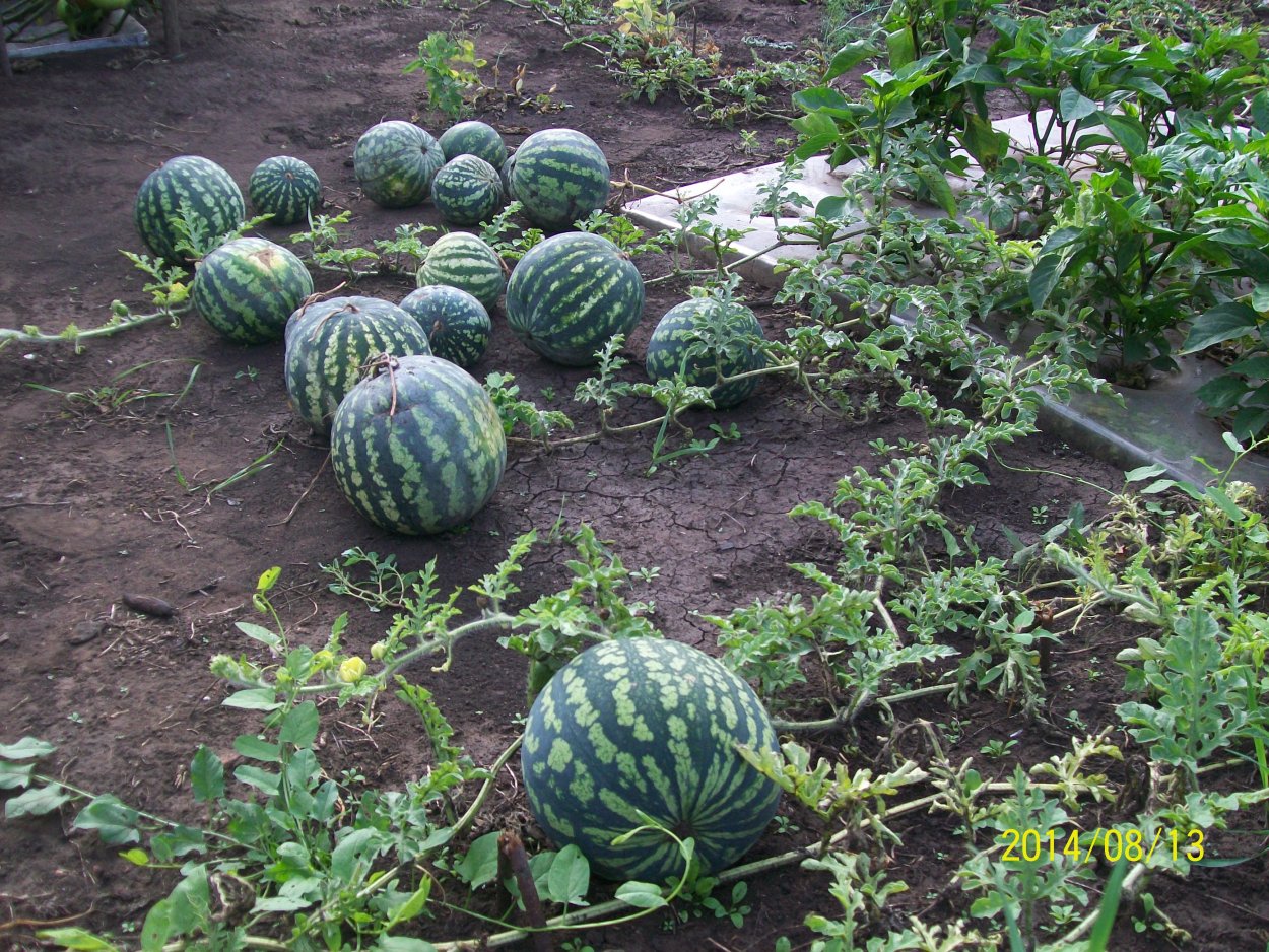 Колоцинт или колоквинт