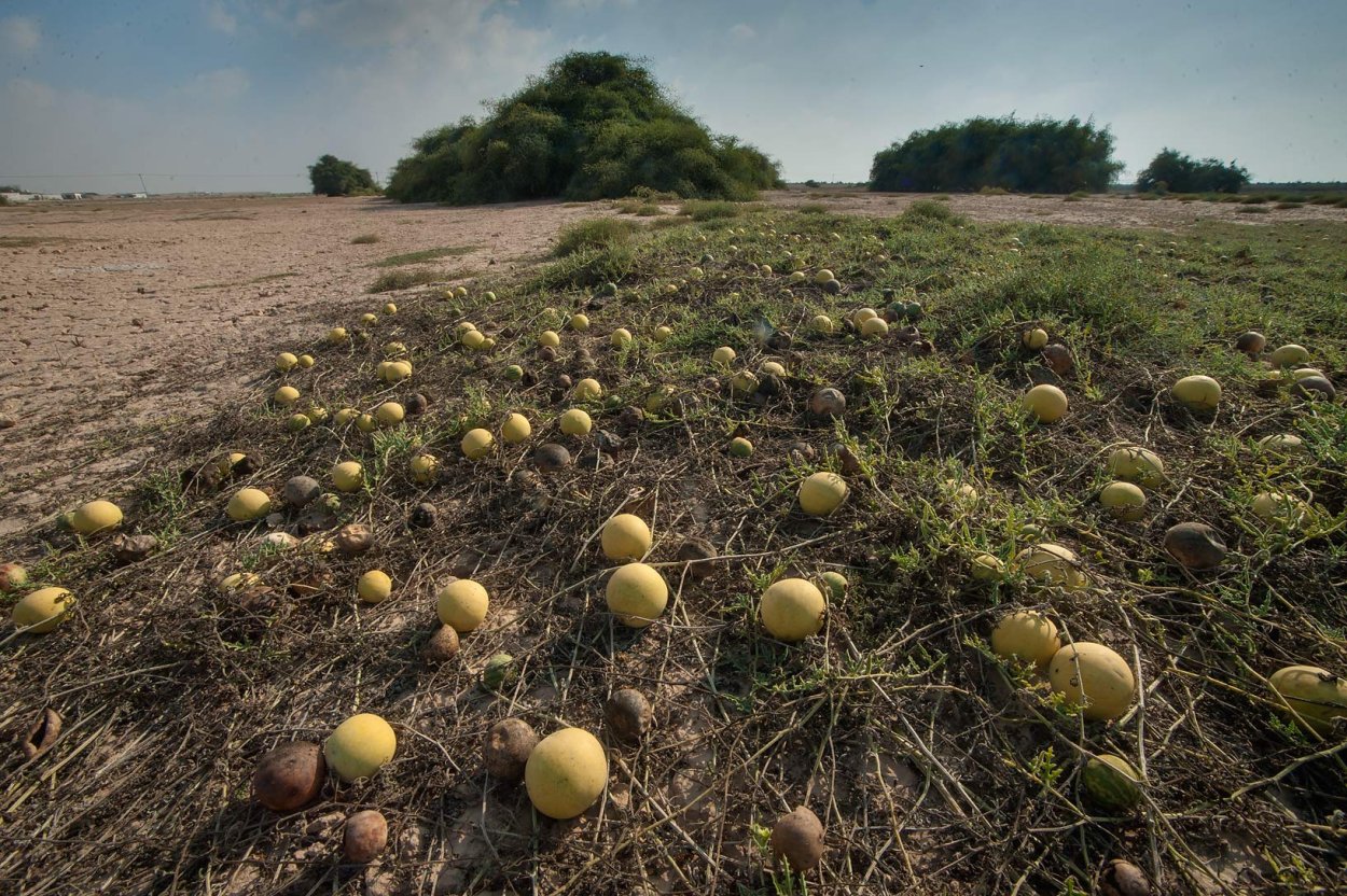 Калахари Арбуз