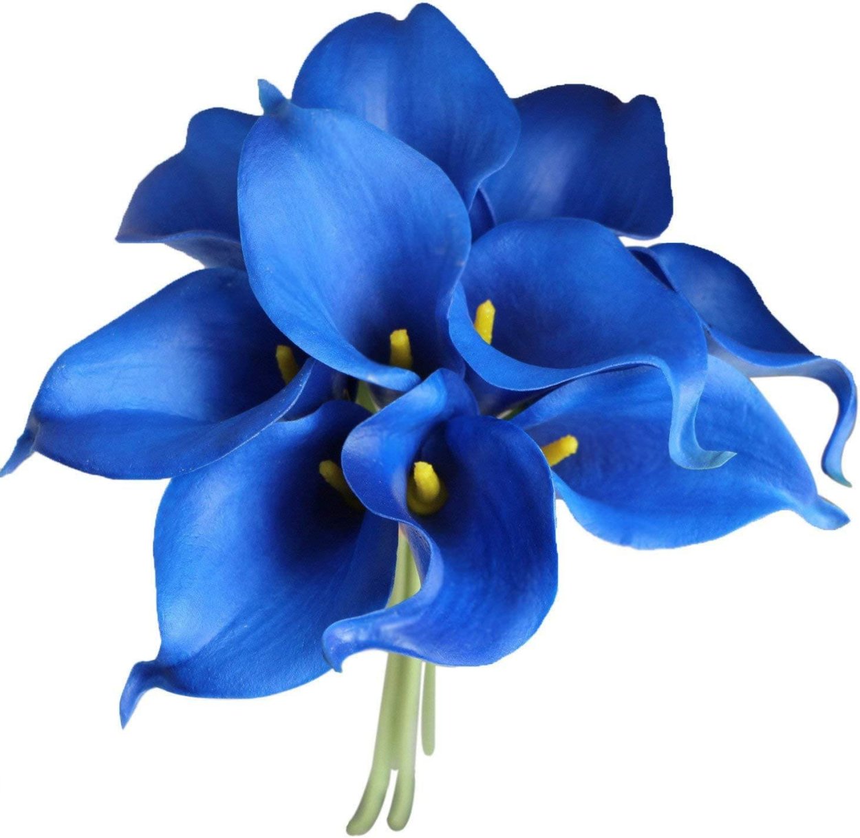 Калла Лилия синяя