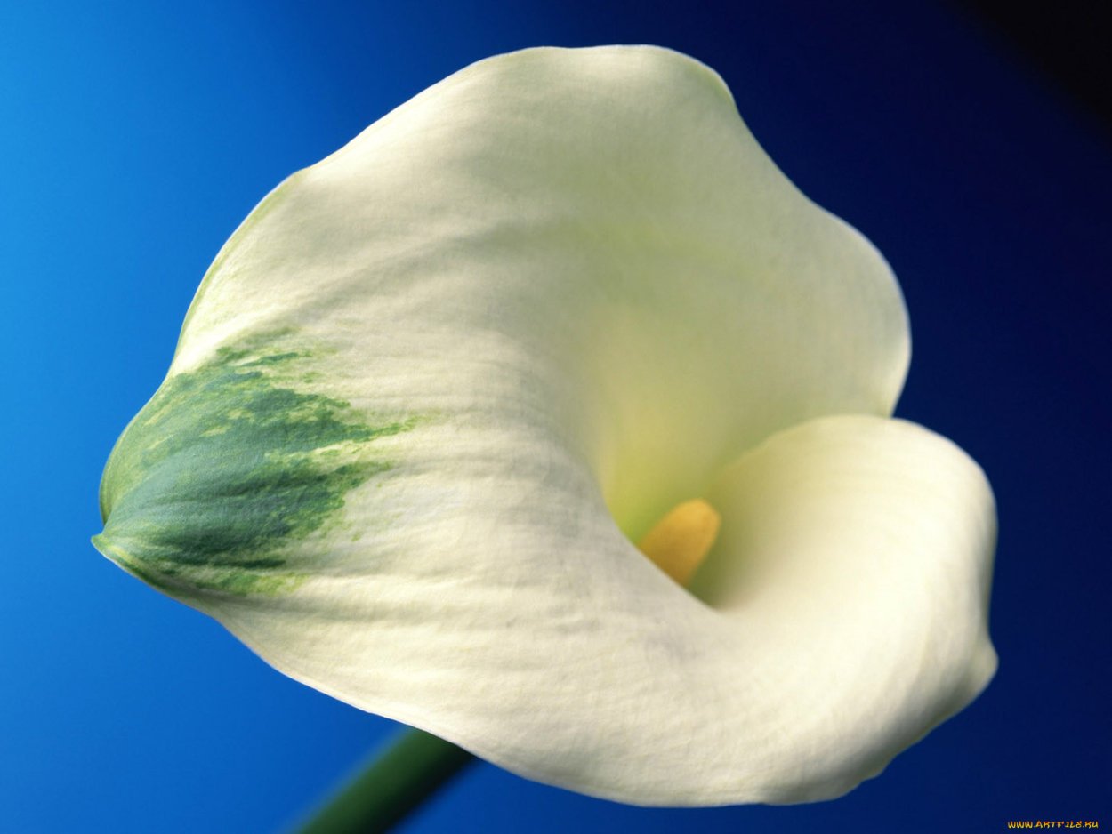 Необычные цветы девушке