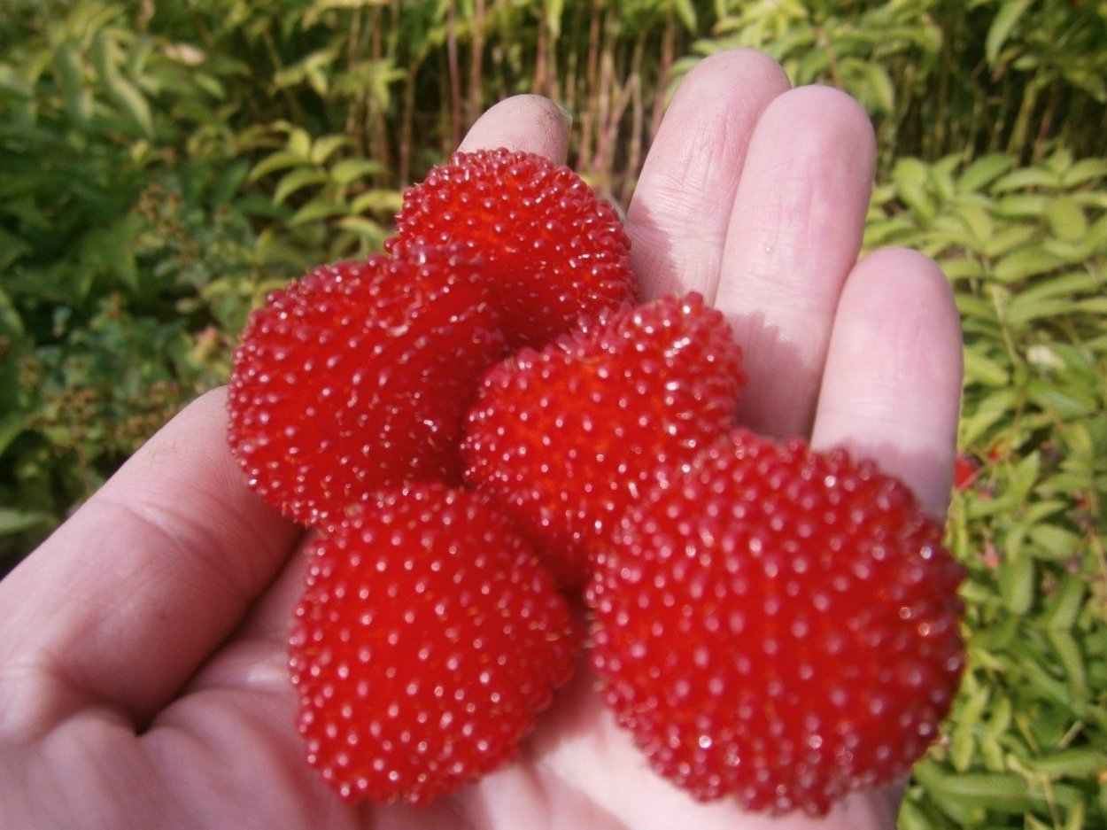 Ежемалина тибетская