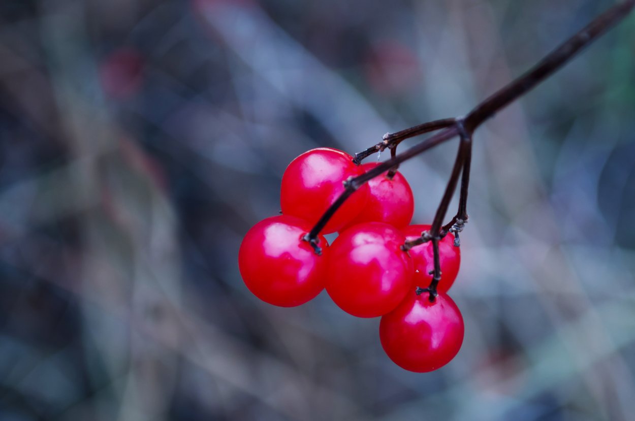 Красные ягоды