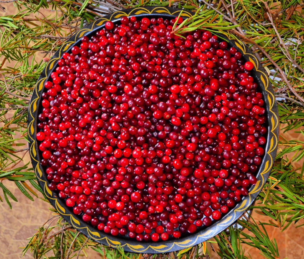 Клюква Болотная