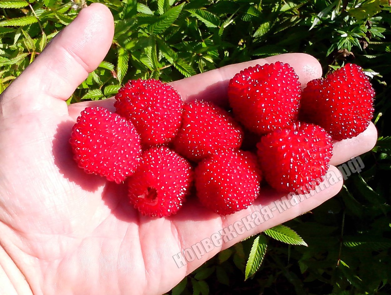 Ежемалина Розалина