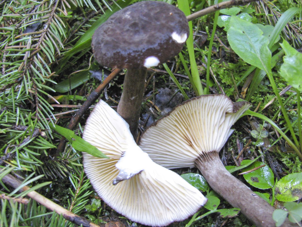 Lactarius mitissimus