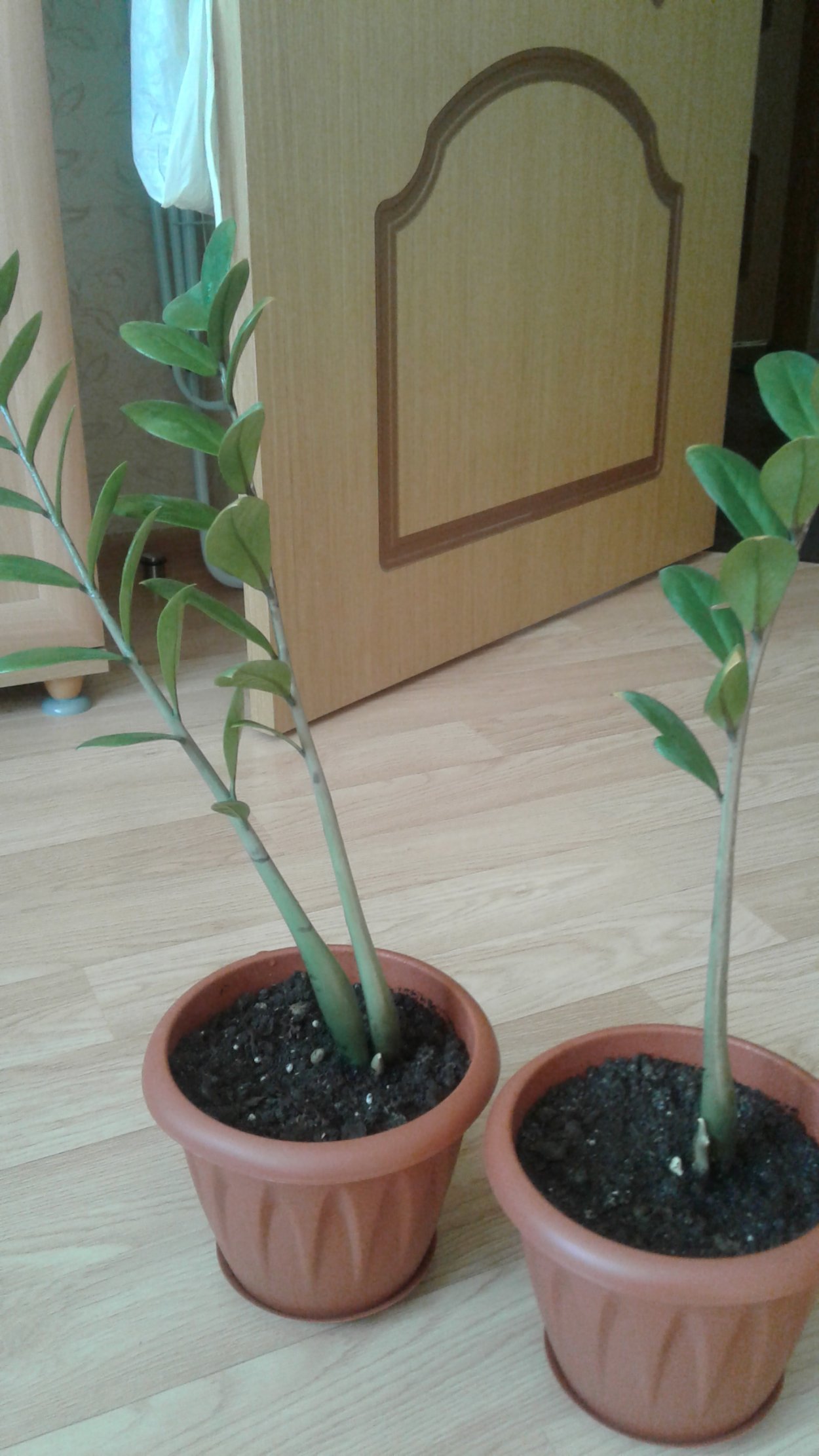 Замиокулькас прикорм