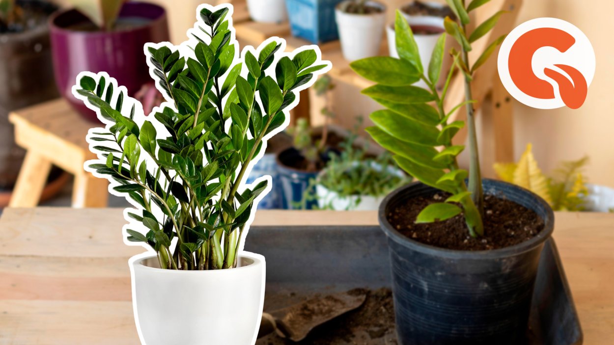 Паспорт комнатных растений замиокулькас