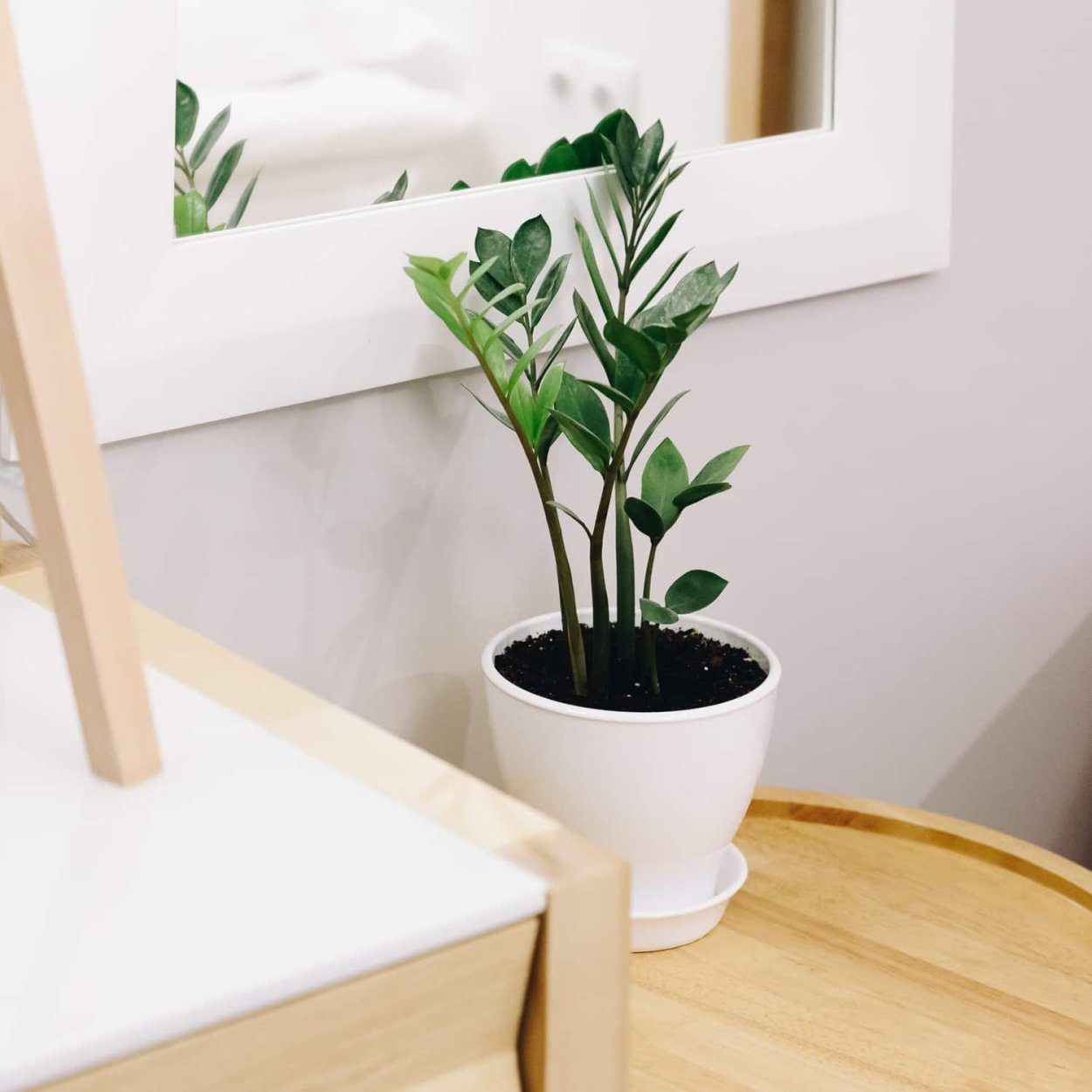 Филодендрон замиокулькас