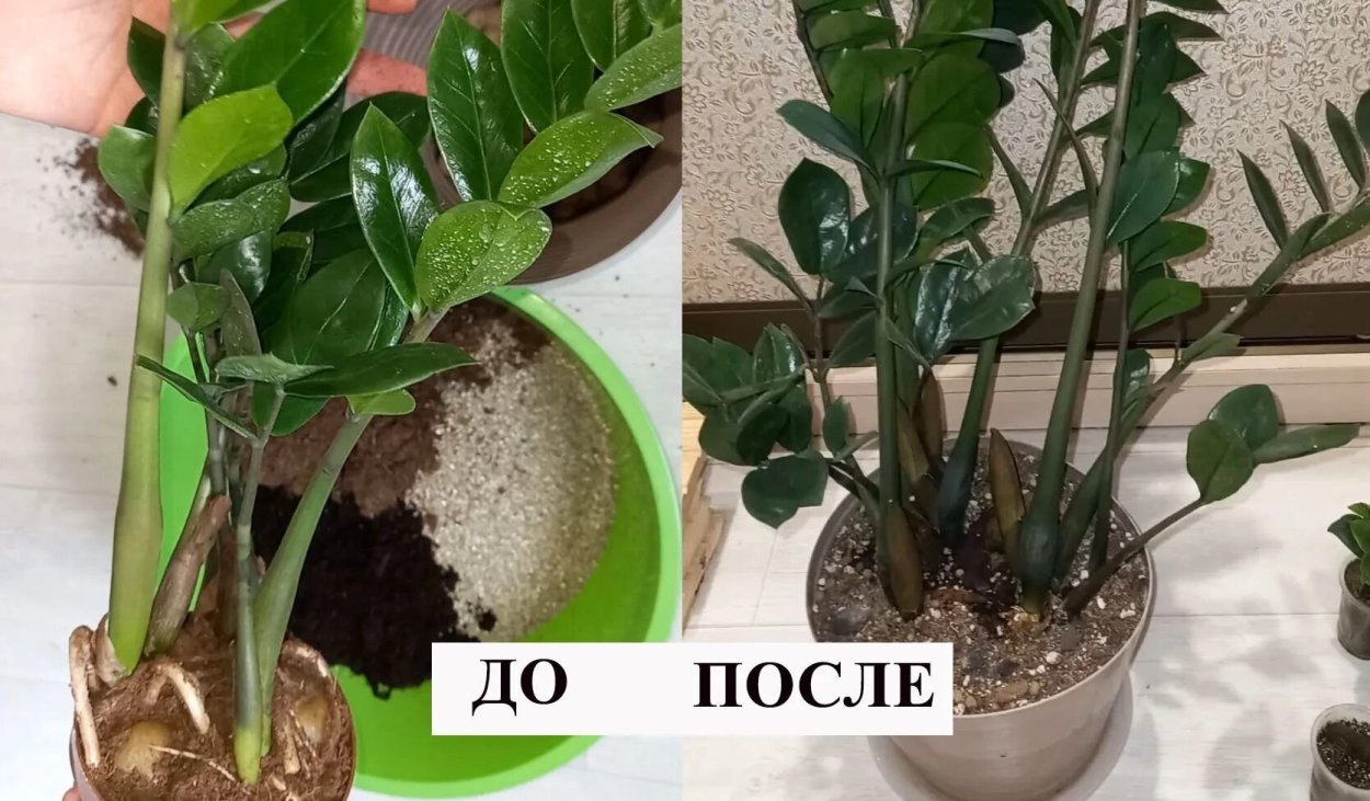 Листья Минимализм