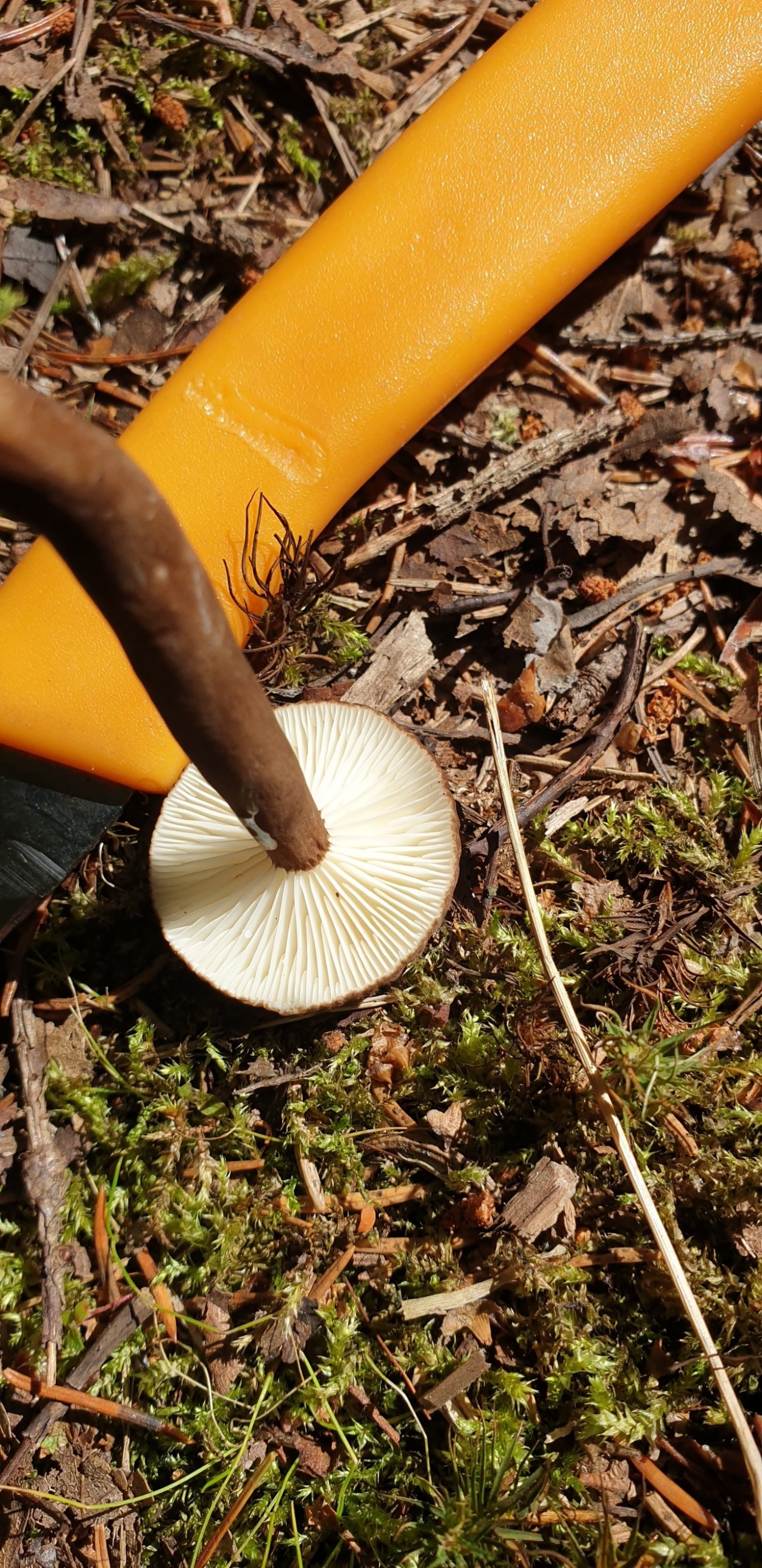 Млечник гриб Гладыш