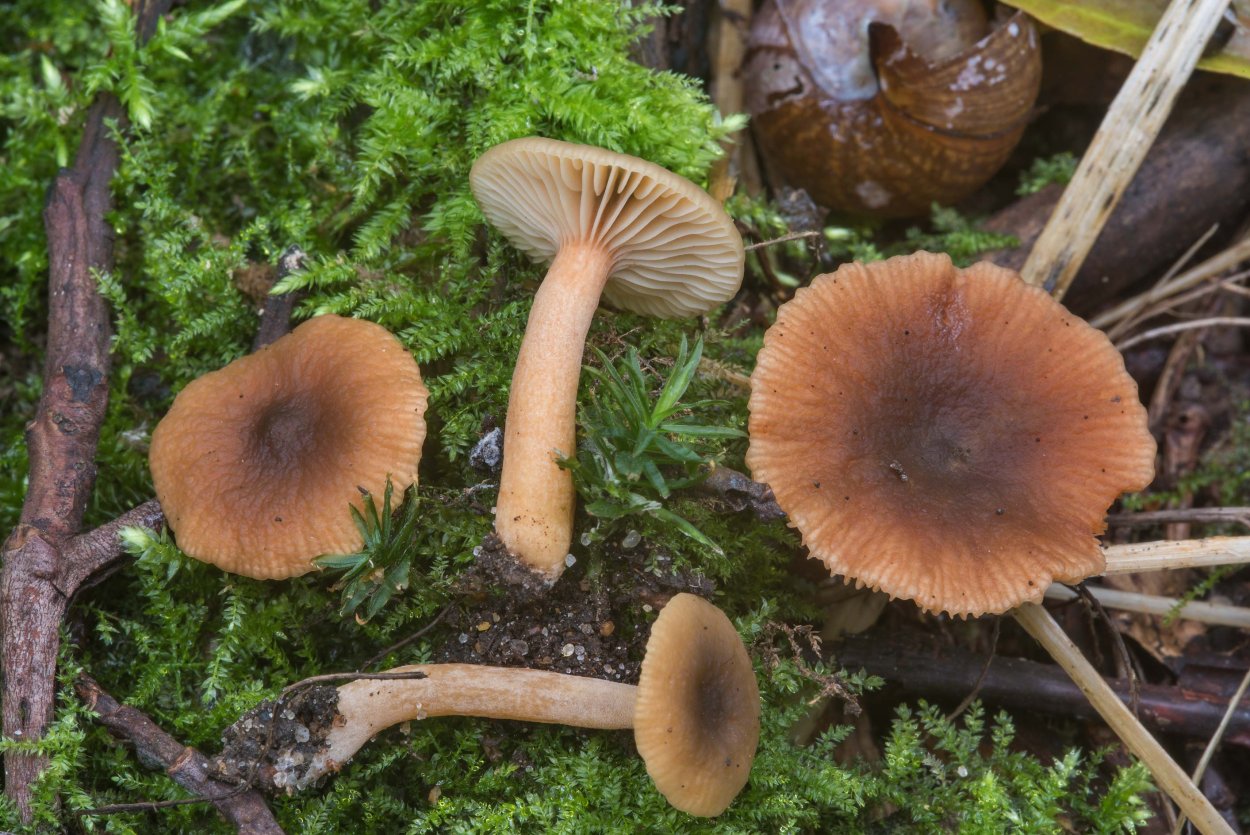 Lactarius lignyotus