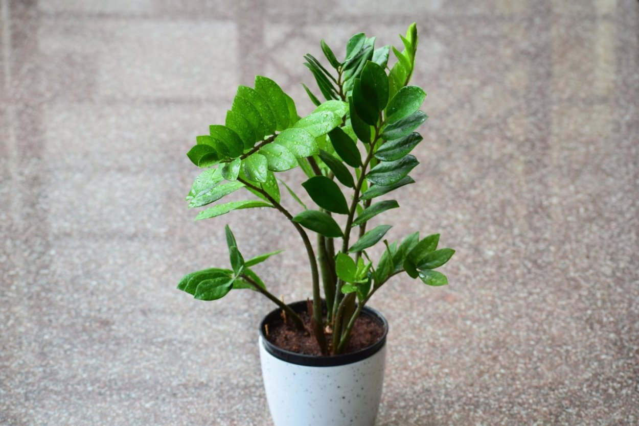 Замиокулькас Ароидные