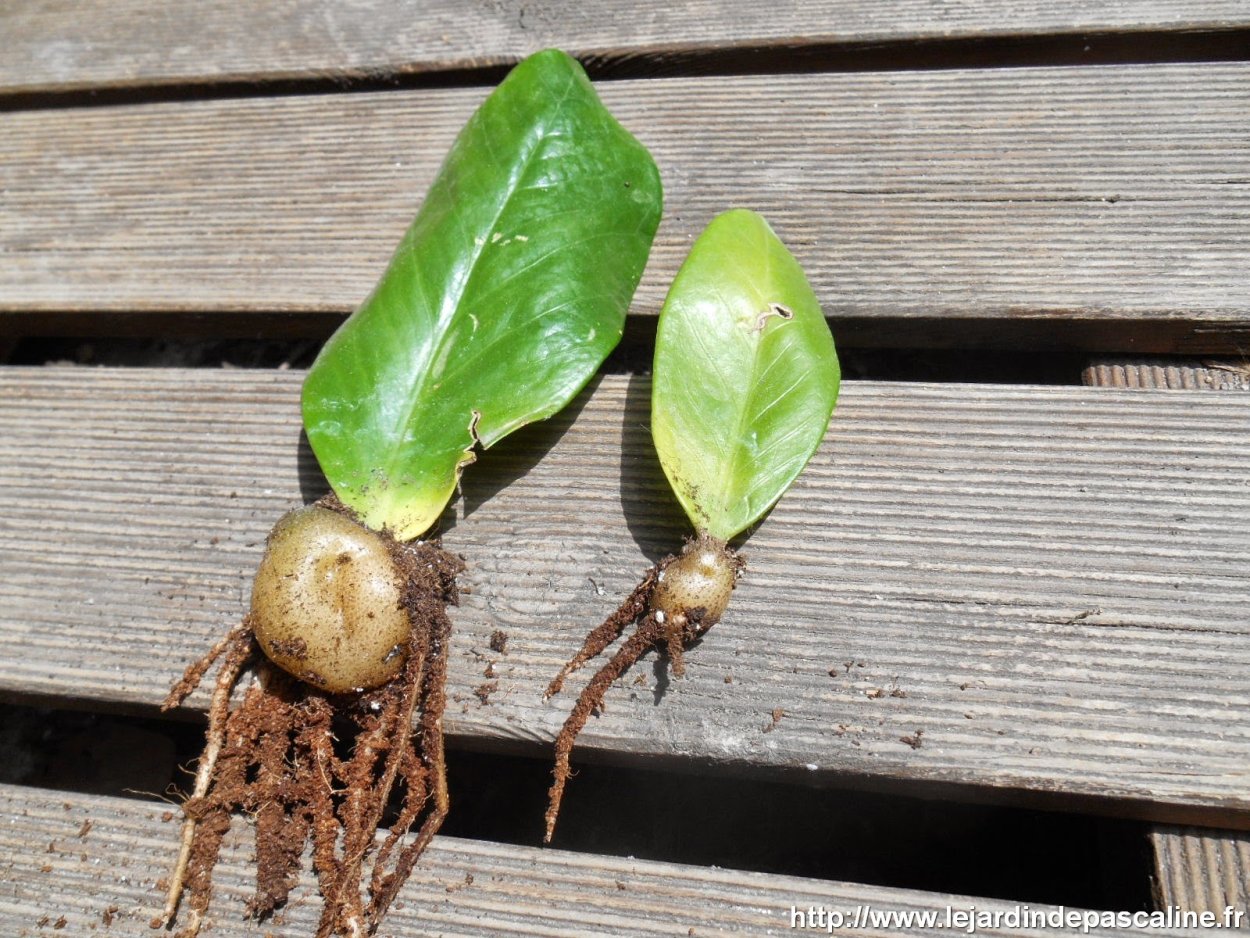 Цветок в горшке замиокулькас