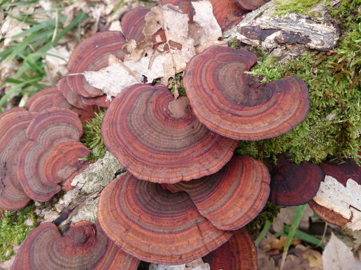 Млечник темно-бурый