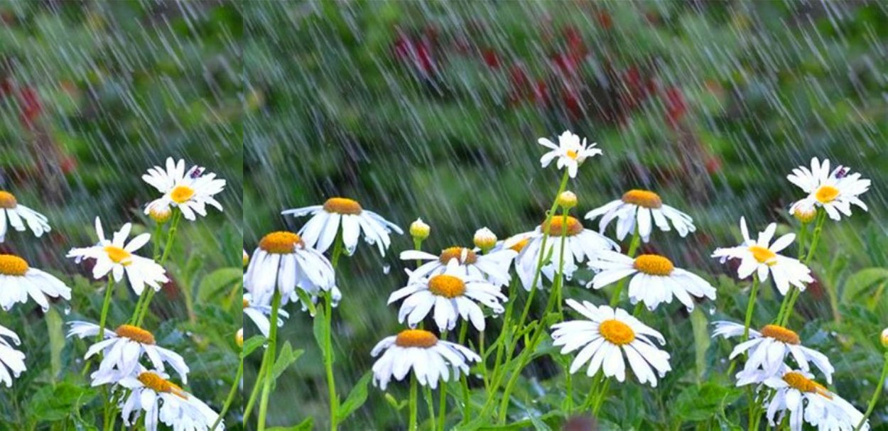 Ромашки после дождя