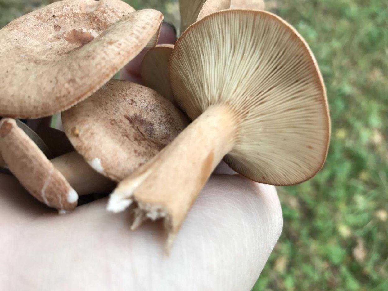 Волнушка грибгриб Рыжик