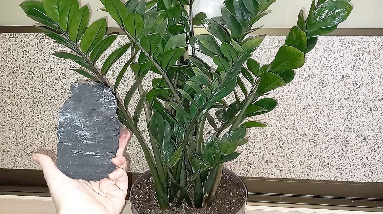 Замиокулькас микс