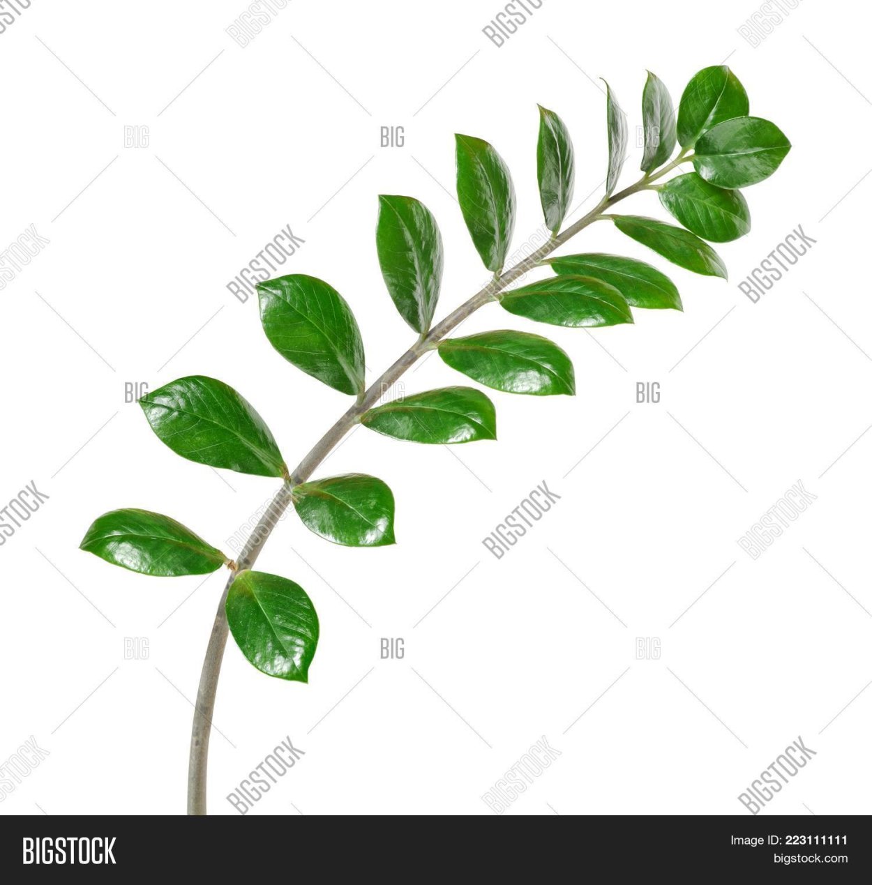 Замиокулькас долларовое дерево