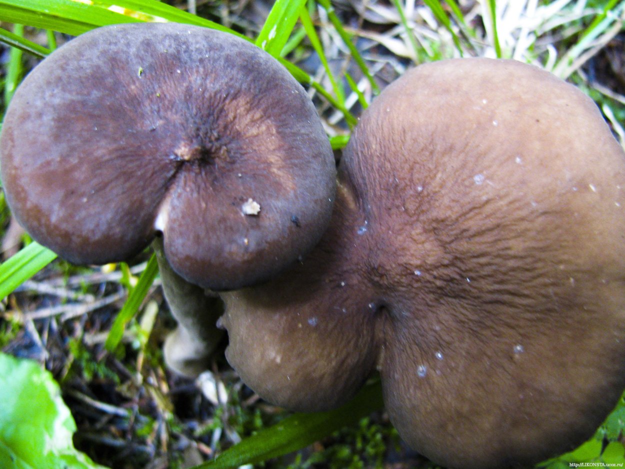 Lactarius rubrocinctus