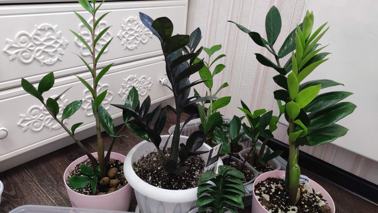 Фикус замиокулькас