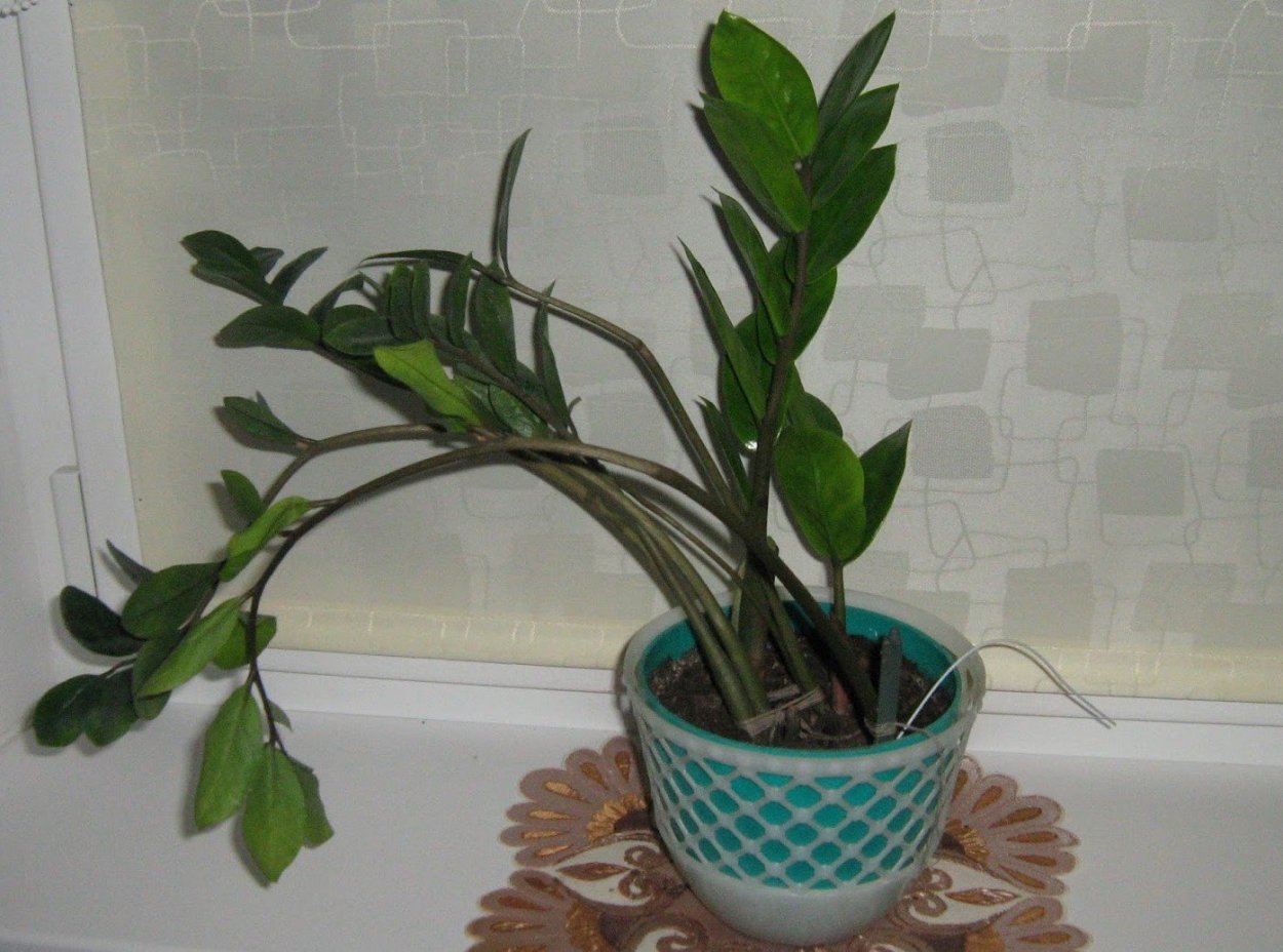 Замиокулькас долларовое дерево