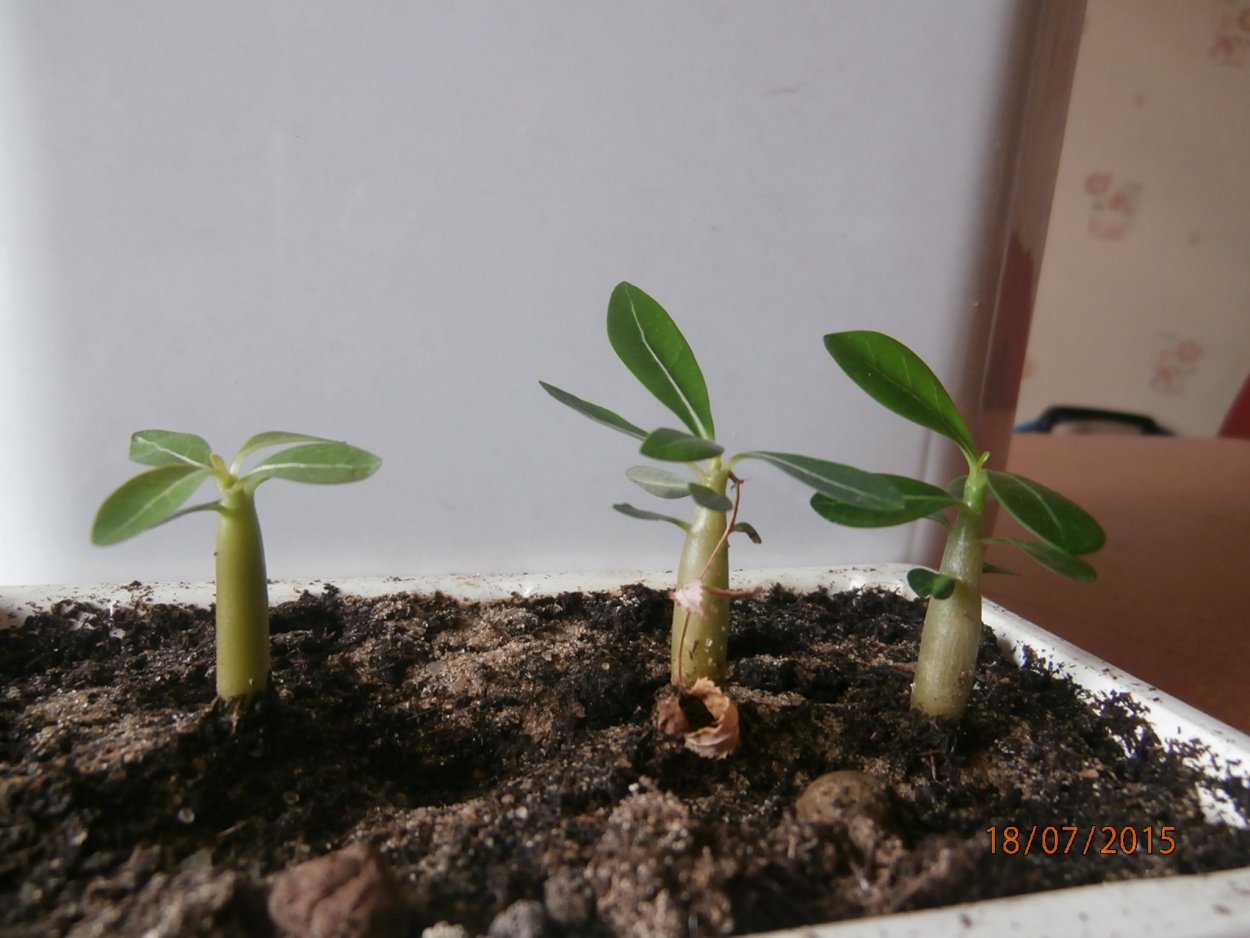 Долларовое дерево 3 стебля