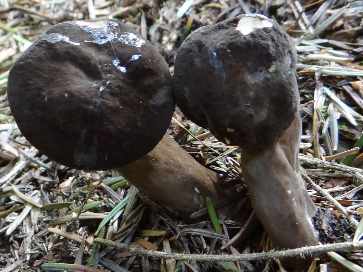 Млечник древесинный грибы