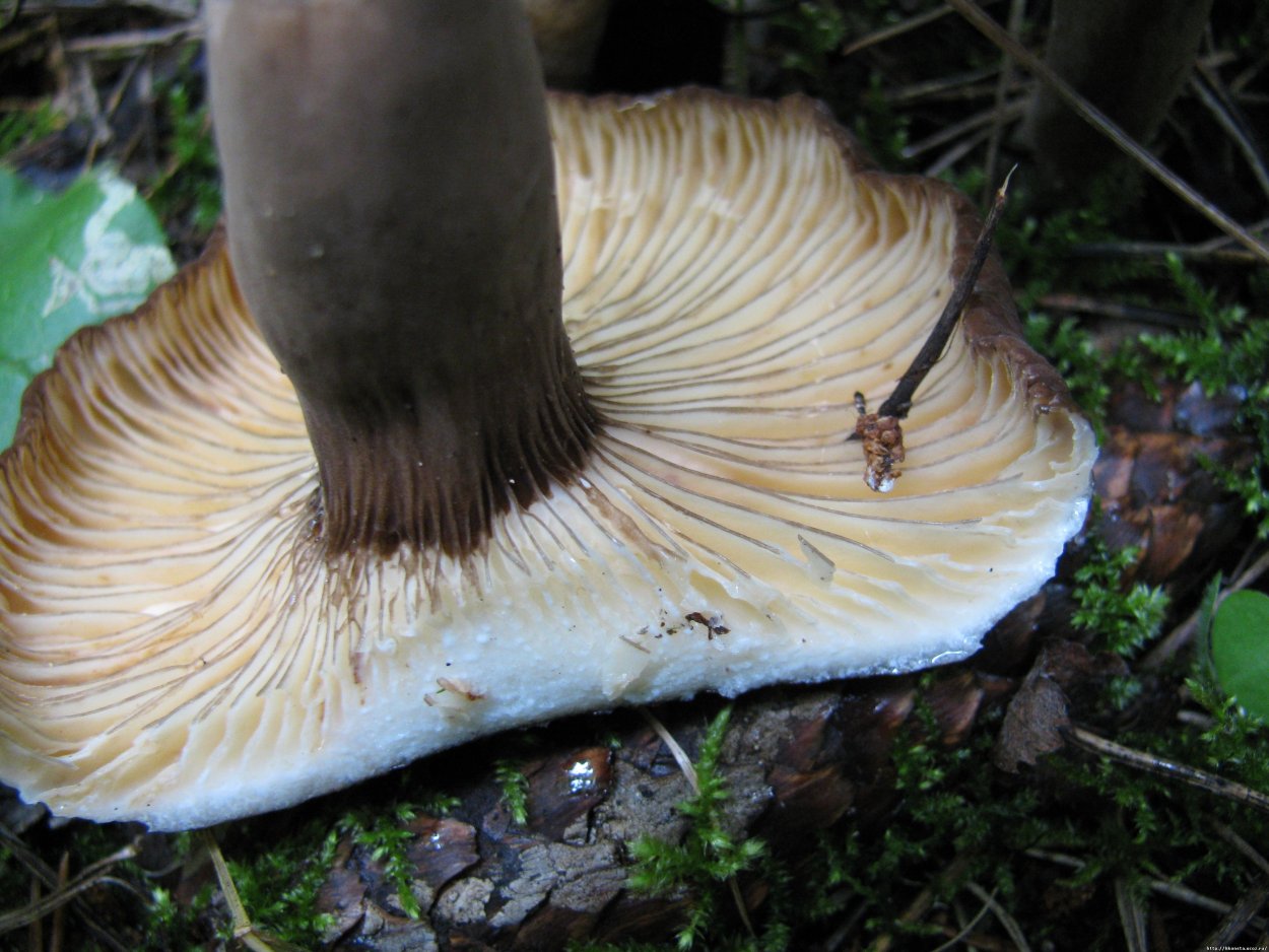 Млечник бурый