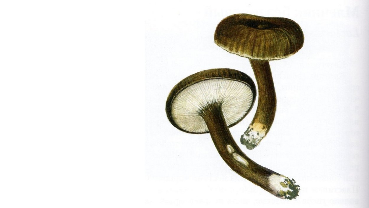 Млечник Бертильона