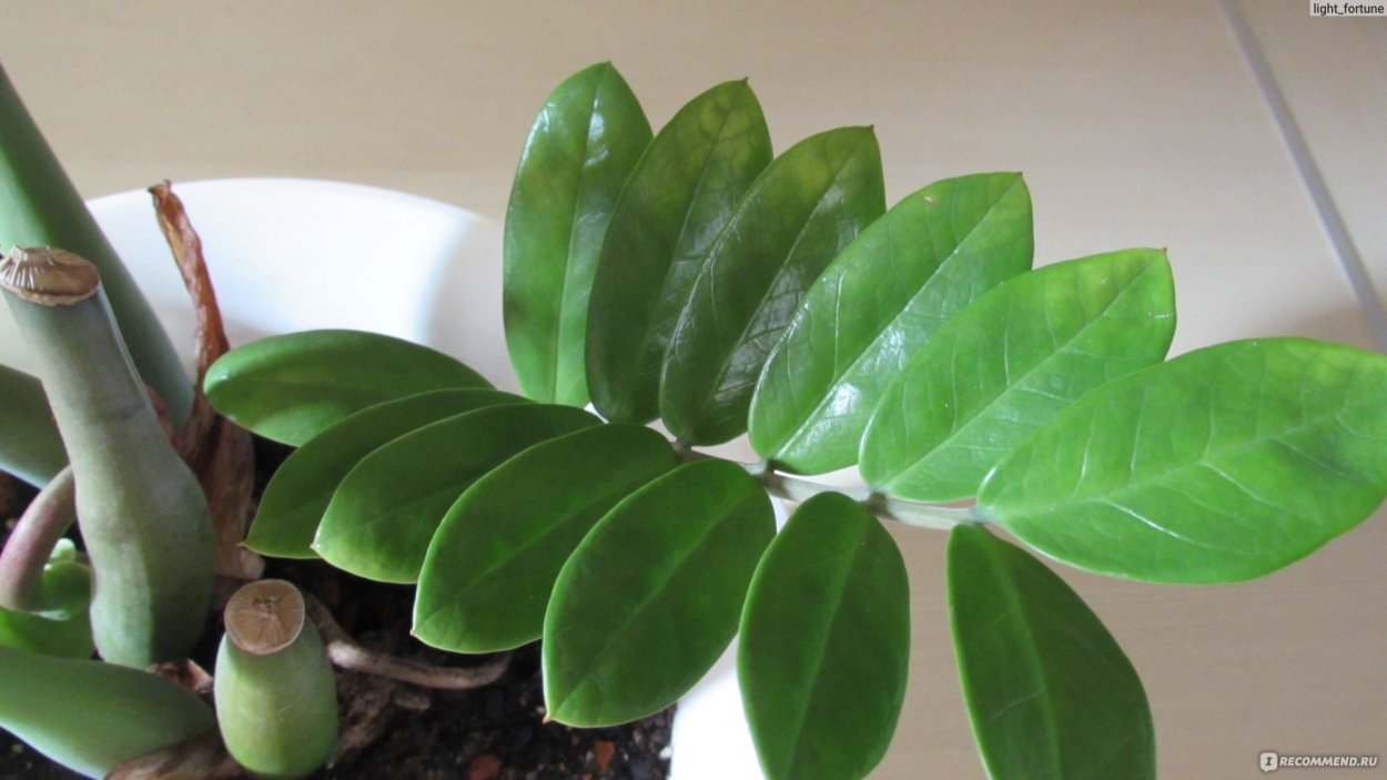 Замиокулькас бутон