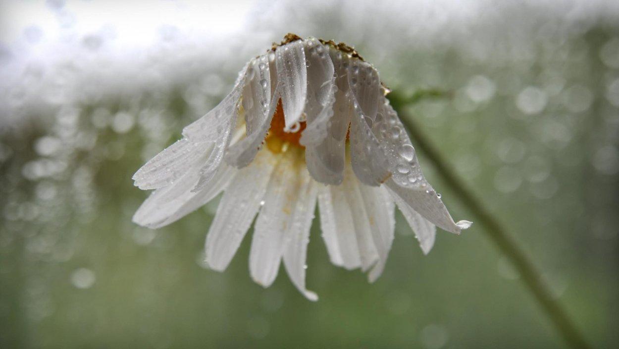 Ромашки в росе