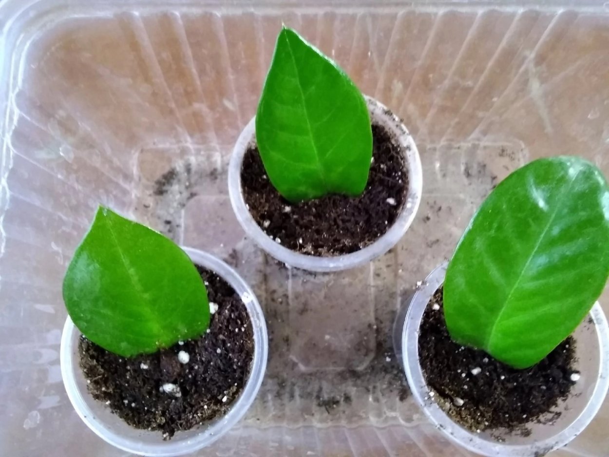 Замиокулькас Королевский