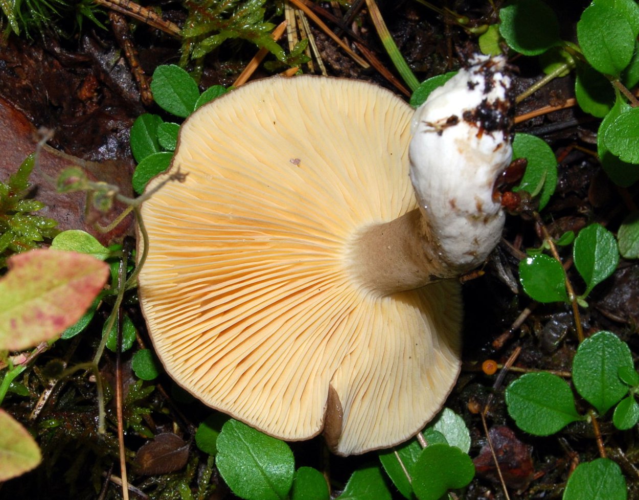 Гриб млечник гигрофорный