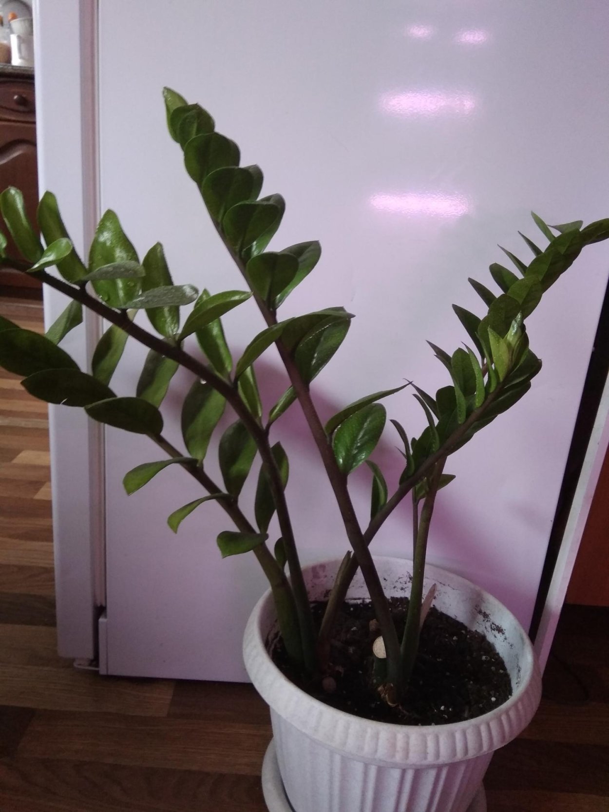 Подкормка для замиокулькаса