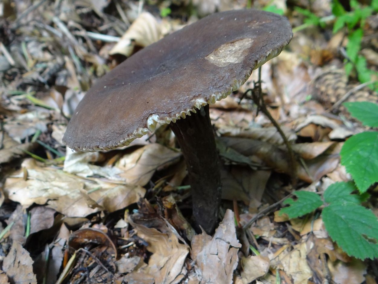 Гриб млечник оранжевый