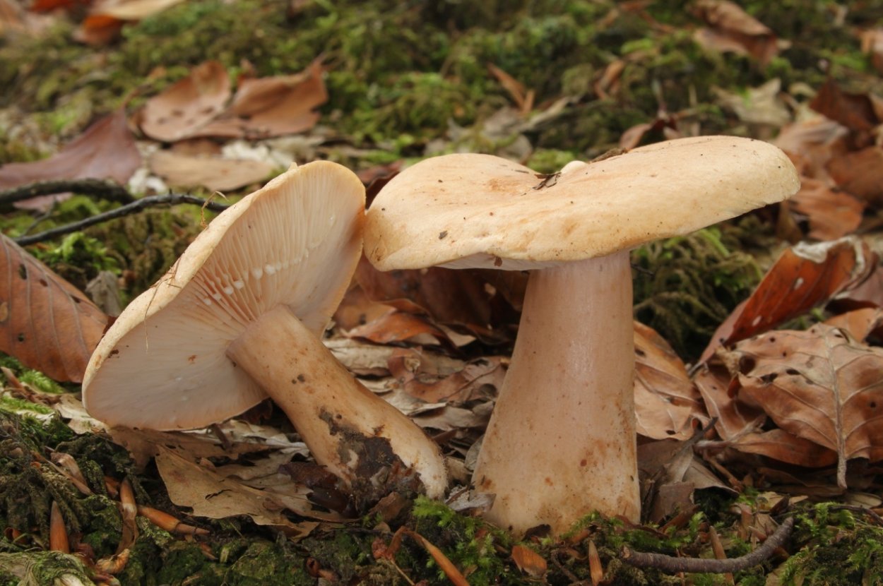 Млечник бурый Lactarius lignyotus