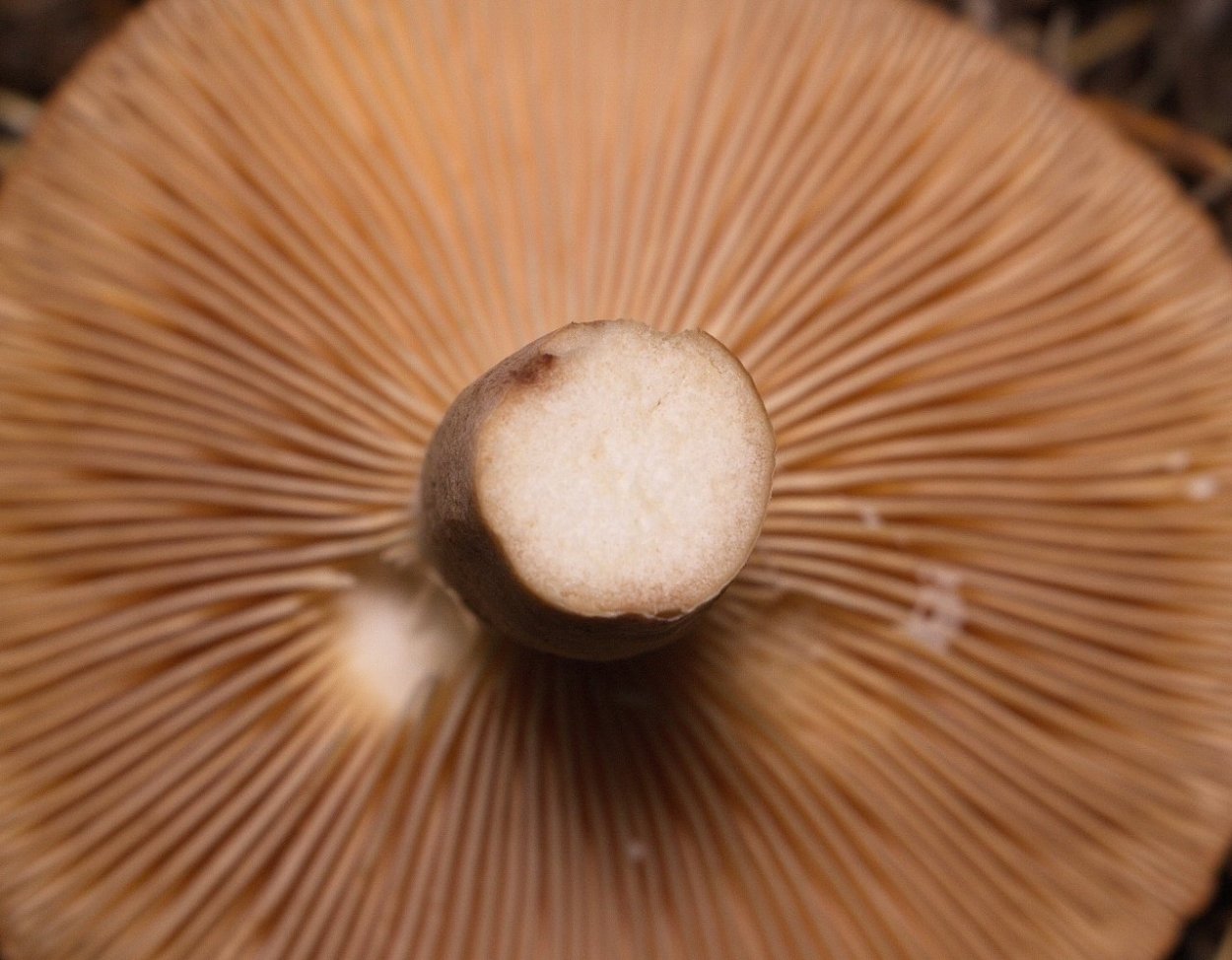 Млечник древесинный