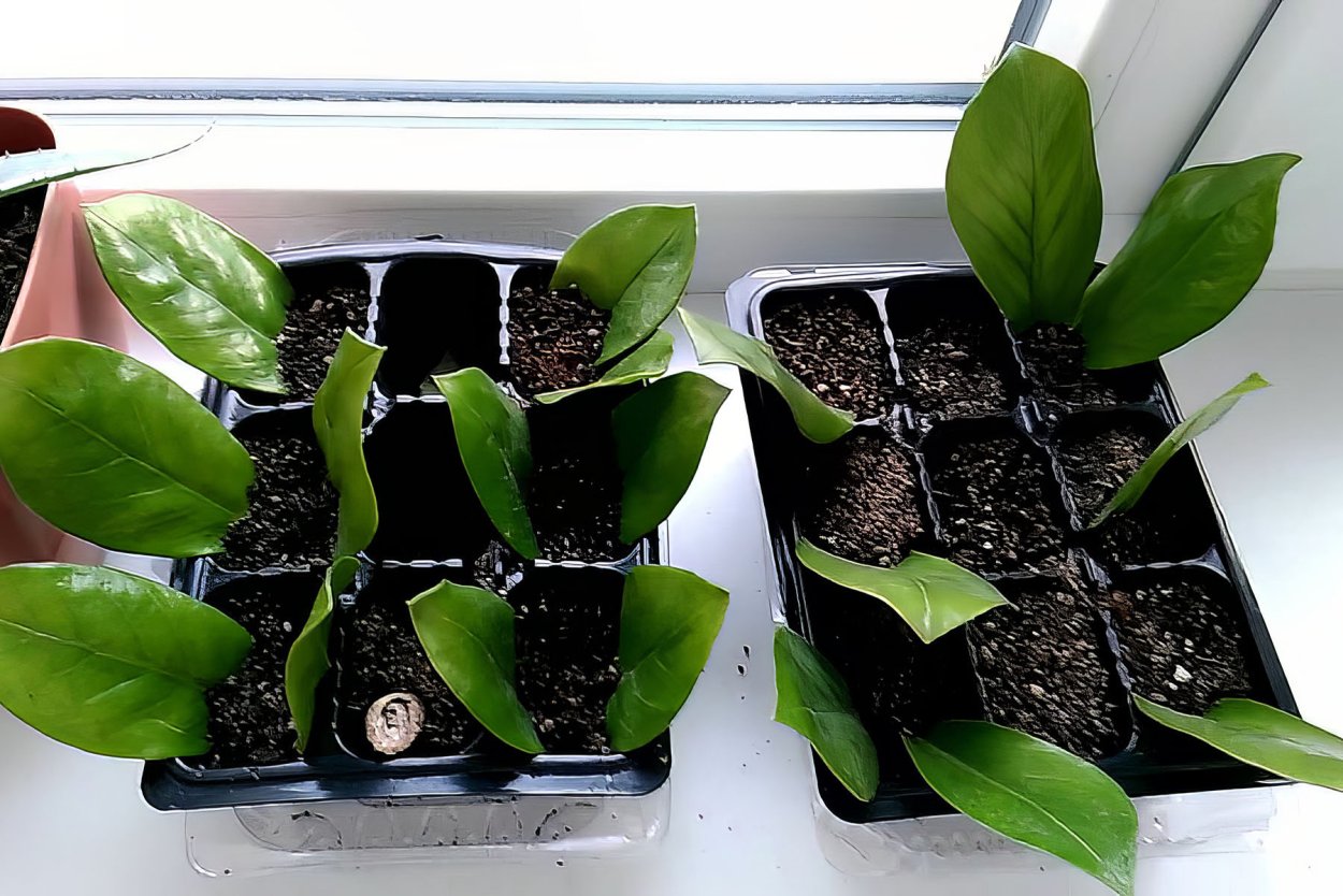 Замиокулькас Гули