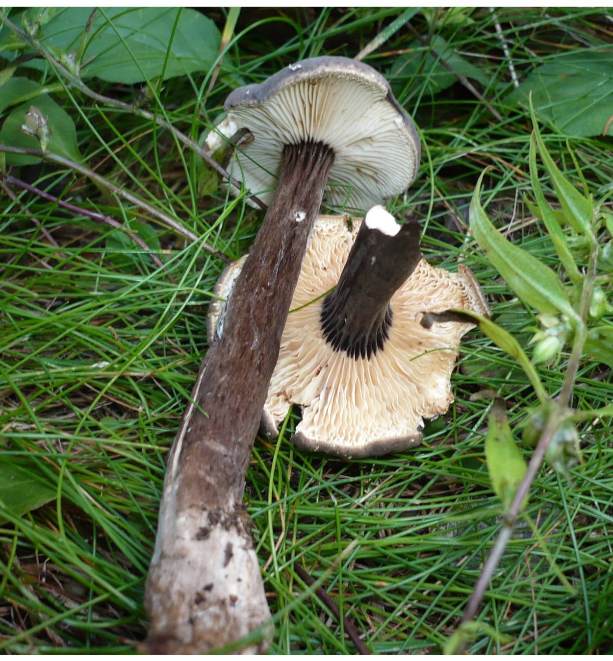 Горькушки грибы светлые