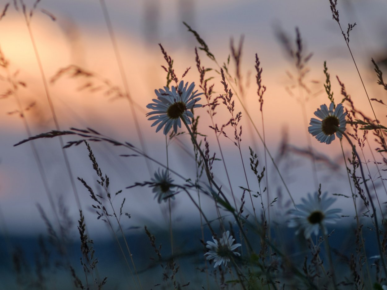 Инди КИД ромашки Эстетика